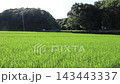 日本の原風景である横浜市内に残る「寺家ふるさと村」の夏に田植えされた稲が風に吹かれる様子 143443337