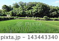 日本の原風景である横浜市内に残る「寺家ふるさと村」の夏に田植えされた稲が風に吹かれる様子 143443340