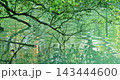 The winding branches and reflections in the clear, emerald-green lake water 143444600