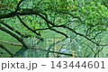 The winding branches and reflections in the clear, emerald-green lake water 143444601