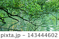 The winding branches and reflections in the clear, emerald-green lake water 143444602