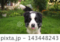 Pet activity Dog outdoors. Cute puppy dog border collie walking on garden park. Pet walking in summer day outdoors. Funny emotional dog having playful mood. Love for pets friendship companion pet care 143448243