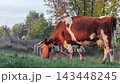 Cow grazing on pasture in autumn. 143448245