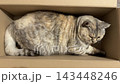 Funny cat is lying in a cardboard box. 143448246