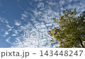 Autumn tree against blue sky with clouds. 143448247