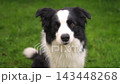 Pet activity Dog outdoors. Cute puppy dog border collie walking on garden park. Pet walking in summer day outdoors. Funny emotional dog having playful mood. Love for pets friendship companion pet care 143448268