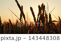 Golden ears wheat grain in farmer field. Close-up. Ripe ear wheat ripens in sun on summer field. Agricultural business. Large wheat harvest. Organic wheat grown on fertile soil. Agricultural industry 143448308