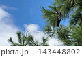 Pine trees branches with pinecones against blue sky white clouds. 143448802