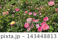 Rose garden with lots of pink and yellow roses flowers. 143448813