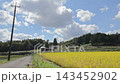 Autumn Japanese scenery: a country road and ripening rice fields. 143452902