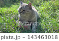 Cat is lying on a recycled cardboard scratching post 143463018