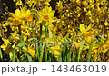 Yellow spring flowers daffodils and forsythia. 143463019