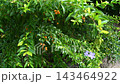 紫の花とオレンジ色の実をつけたデュランタ（タイワンレンギョウ）の鮮やかな緑 143464922