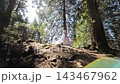 Bride crosses a bright woodland slope beneath towering evergreen trees, Natural bridal scene combines romance fashion and tranquil woodland adventure 143467962