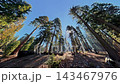 Towering giant sequoia trees rise above a sunlit forest floor in California, Low angle footage explores an ancient grove in Sequoia National Park 143467976