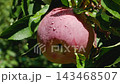 Large Ripe Red Apple with Dew Drops Growing on a Tree Branch 143468507