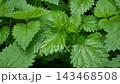 Bright Green Lush Stinging Nettle Leaves in Close-Up 143468508