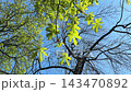 Tree fresh green leaves in spring. 143470892