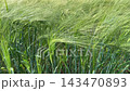 Green barley field in the wind. 143470893
