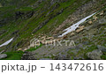 Sunlit Sheep Flock Crossing Fagaras Snowfield Sunlit Sheep Flock Crossing Fagaras Snowfield 143472616