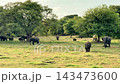 野生の象の群れ、ミンネリア国立公園、スリランカ8月 143473600