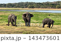 草を食む野生の象たち、ミンネリア国立公園、スリランカ8月 143473601