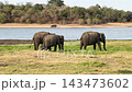 草を食む野生の象たち、ミンネリア国立公園、スリランカ8月 143473602