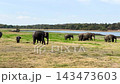 野生の象の群れ、ミンネリア国立公園、スリランカ8月、パン撮影 143473603
