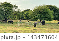 野生の象の群れ、ミンネリア国立公園、スリランカ8月 143473604