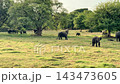 野生の象の群れ、ミンネリア国立公園、スリランカ8月、パン撮影 143473605