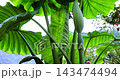 仰角 新緑 緑 143474494