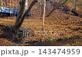 Sunlit autumn landscape in city park with old large tree with bare roots on hill slope covered by golden yellow fallen leaves and small forest river or stream flowing on the bottom. Late fall scenery. 143474959