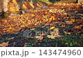 Low angle shot of forest river or stream among sunlit shores covered by fallen dry foliage with golden yellow and brown autumn maple leaves at autumnal day. No people fall season natural background. 143474960