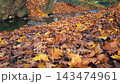 Low angle close-up of forest river or stream flowing among shore covered by fallen dry foliage with golden yellow and brown autumn maple leaves at autumnal day. Late fall season natural background. 143474961