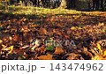 Low angle shot autumn forest or park ground covered by fallen dry foliage carpet with golden yellow and brown maple leaves in warm natural sunlight at sunny autumnal day. Late fall season background. 143474962