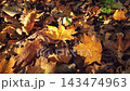 Close-up golden yellow maple leaf on brown fallen dry autumn leaves layer covering ground of forest or park in warm sunlight at sunny day. Autumnal season pattern natural background from fall foliage. 143474963