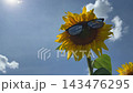 Sunflower in sunglasses for cheerful mood. 143476295