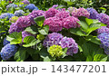 Hydrangea bush with colorful large clusters of pink, blue, purple flowers. 143477201