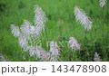 White wild cane flowers blooming in Tainan, Taiwan 143478908