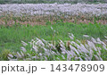 Wild grasses blooming along the riverbank in autumn 143478909