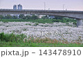 Autumn silver grass blooming along riverbank in Tainan, Taiwan 143478910