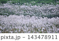 Wild grass blooming along riverbank in autumn 143478911