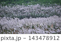 White wild sugarcane flowers blooming in Tainan, Taiwan 143478912