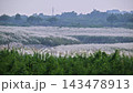 Autumn silver grass field near river in Tainan 143478913