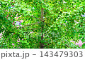 Fresh green leaves of a ginkgo biloba tree in summer, South Korea 143479303