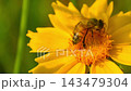 The honey bee collects pollen from a Lanceleaf Coreopsis flowers Collects nectar 143479304