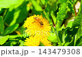 Macro. The honey bee collects pollen from a dandelion flower. Collects nectar 143479308