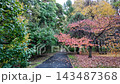 Vibrant autumn foliage colors in Toyohira Park Sapporo Japan 143487368