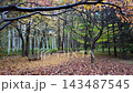 Wooden bench in Toyohira Park surrounded by autumn leaves in Sapporo 143487545