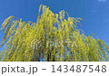 Weeping willow tree Salix babylonica in springtime. 143487548